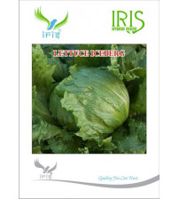 Iris Imported Lettuce Iceberg 10 grams